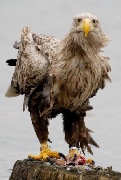 seeadler_UM.jpg
