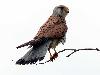 Turmfalke