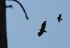 Seeadler