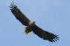 Seeadler
