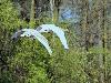 H�ckerschwan