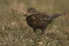 Amsel