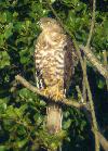 Wespenbussard