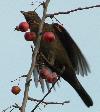 Amsel