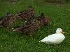 Stockente