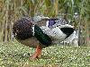 Stockente