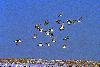 Gro�trappe