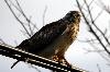 M�usebussard
