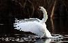 H�ckerschwan