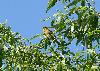 Ortolan