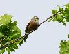 Ortolan