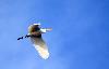 Silberreiher