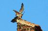 Turmfalke