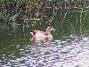 Nilgans