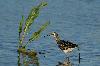 Bruchwasserl�ufer