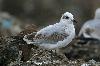 Schwarzkopfm�we