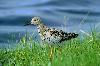 Kampfl�ufer