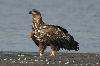 Seeadler