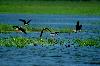 Stelzenl�ufer