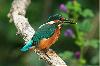 Eisvogel