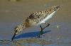 Sichelstrandl�ufer