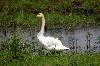 Singschwan