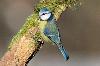 Blaumeise