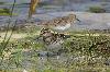 Sumpfl�ufer