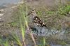 Sumpfl�ufer