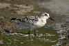 Sanderling