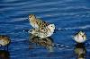 Sanderling