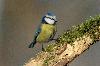 Blaumeise